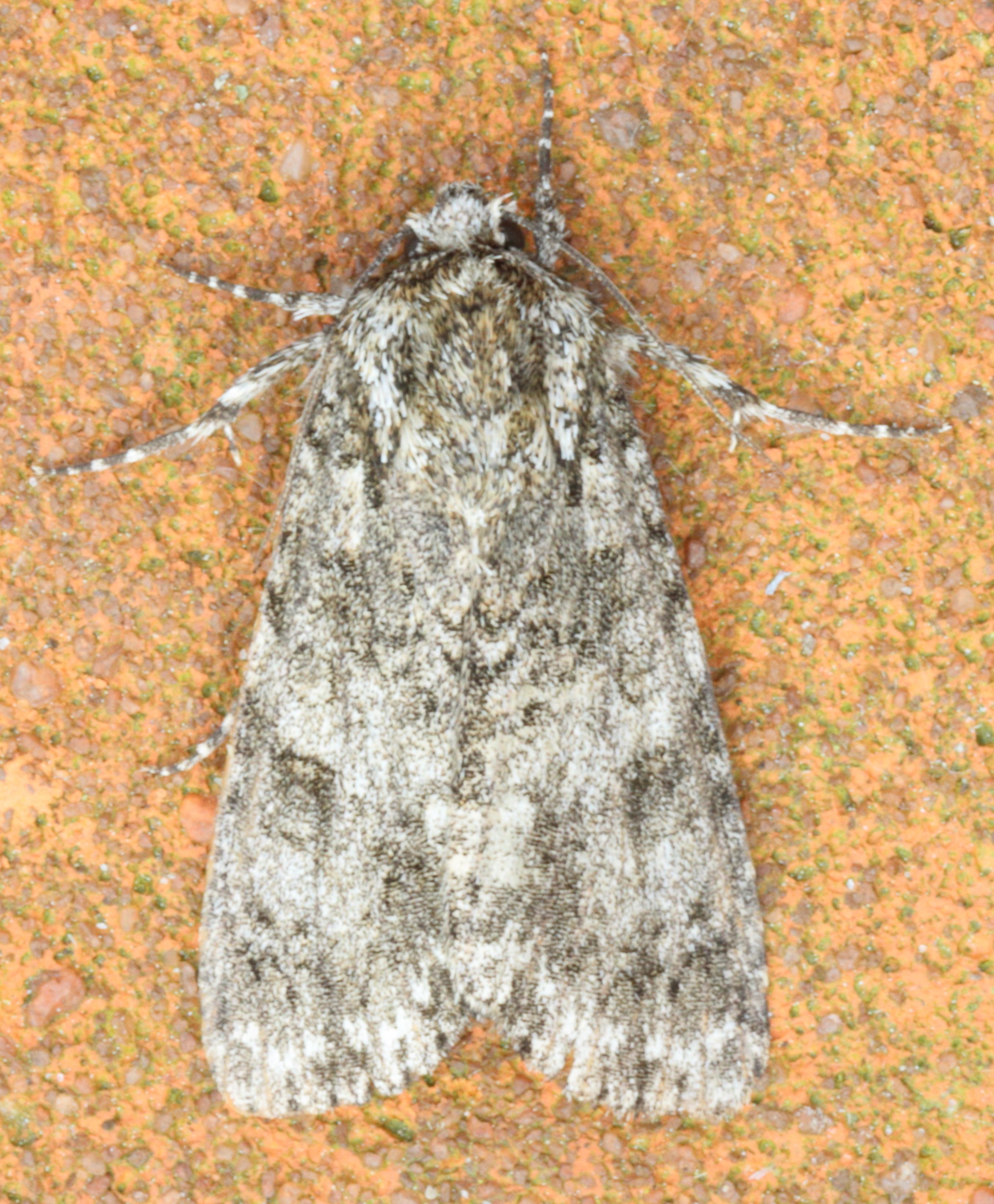 Photo of Knot Grass (Acronicta rumicis)